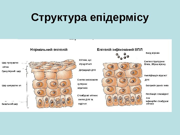   Структура епідермісу Нормальний епітелій Епітелій інфікований ВПЛ Шар лускуватих  клітин Гранулярний