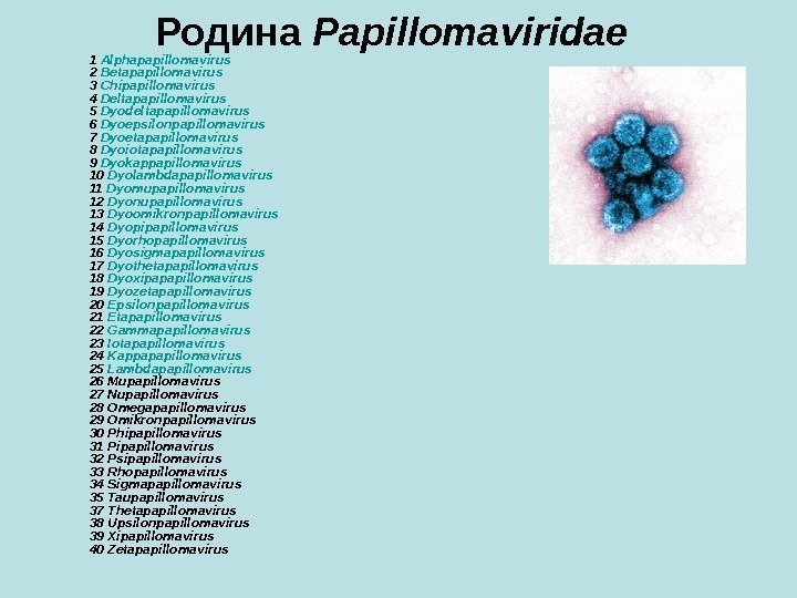   Родина  Papillomaviridae 1 A lphapapillomavirus  2 Betapapillomavirus 3 Chipapillomavirus 4