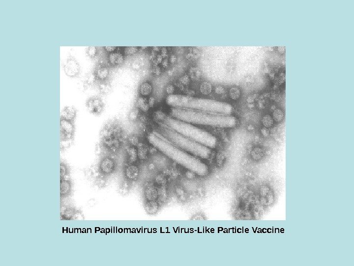   Human Papillomavirus L 1 Virus-Like Particle Vaccine 