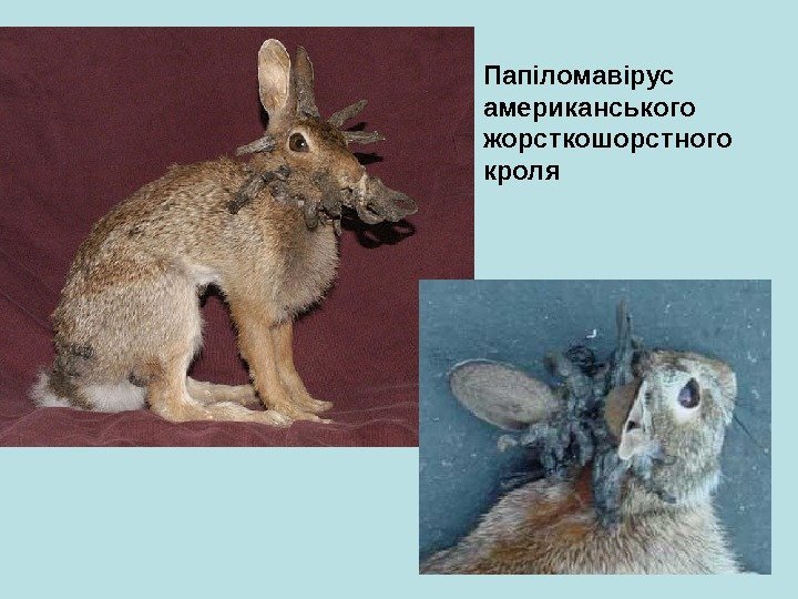   П апіломавірус американського жорсткошорстного кроля 