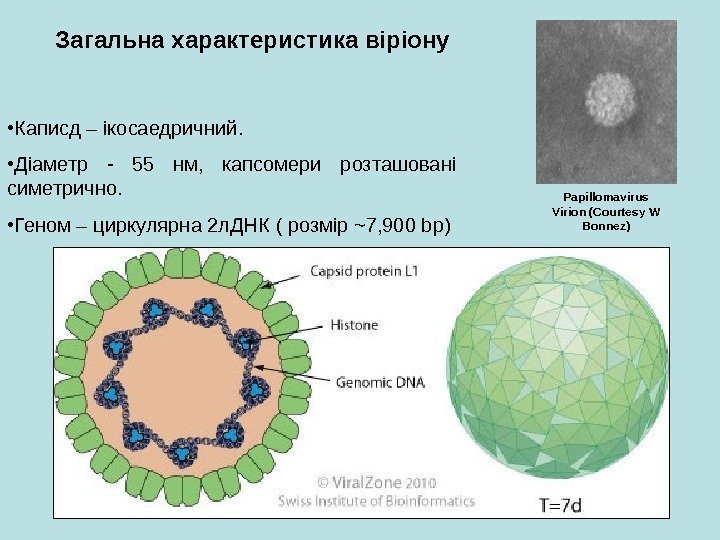   Загальна характеристика віріону • Каписд – ікосаедричний. • Діаметр - 55 нм,