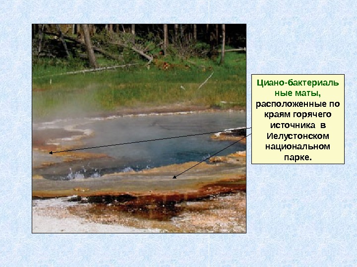 Циано-бактериаль ные маты,  расположенные по краям горячего источника в Иелустонском национальном парке. 