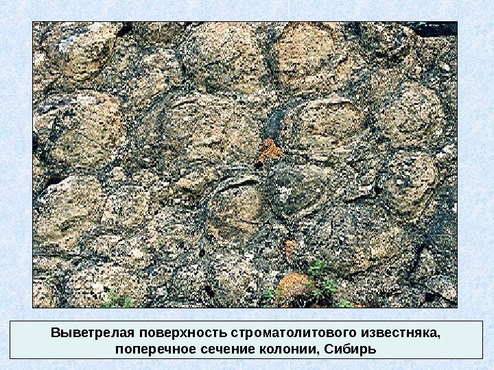 Выветрелая поверхность строматолитового известняка,  поперечное сечение колонии, Сибирь 
