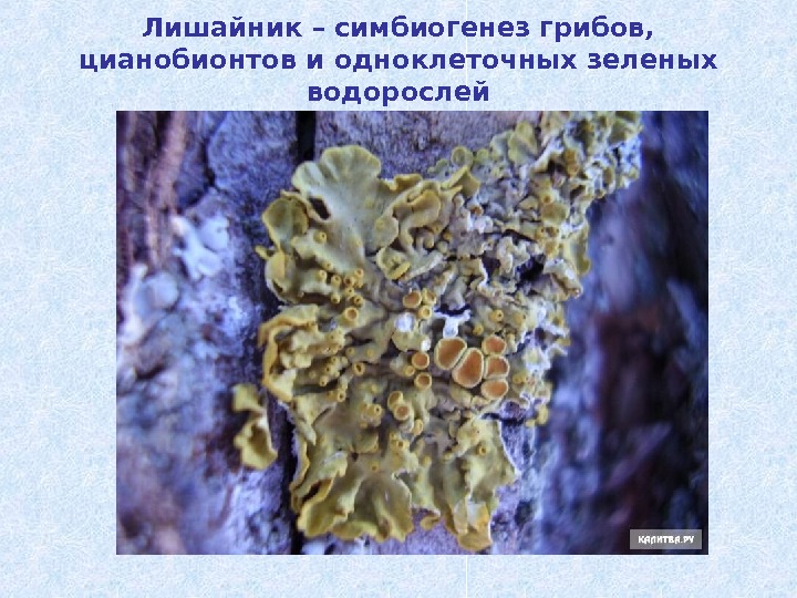 Лишайник – симбиогенез грибов,  цианобионтов и одноклеточных зеленых водорослей 