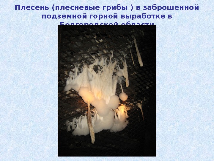 Плесень (плесневые грибы ) в заброшенной подземной горной выработке в Белгородской области 