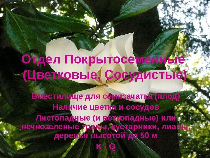 Отдел Покрытосеменные (Цветковые, Сосудистые) Вместилище для семязачатка (плод) Наличие цветка и сосудов Листопадные (и