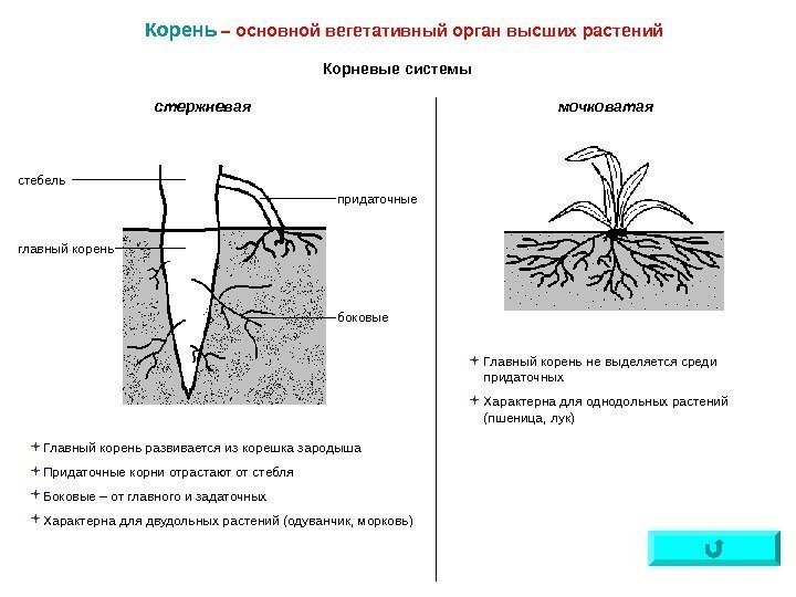   Корень – основной вегетативный орган высших растений Корневые системы стержневая стебель главный