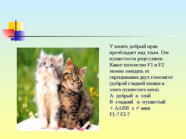   У кошек добрый нрав преобладает над злым. Ген пушистости рецессивен.  Какое