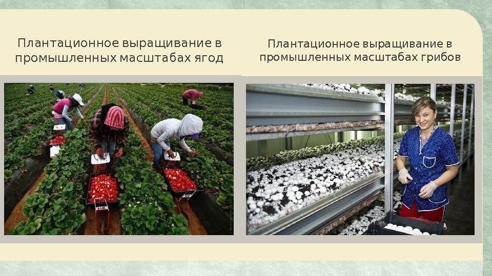  Плантационное выращивание в промышленных масштабах ягод  Плантационное выращивание в промышленных масштабах грибов