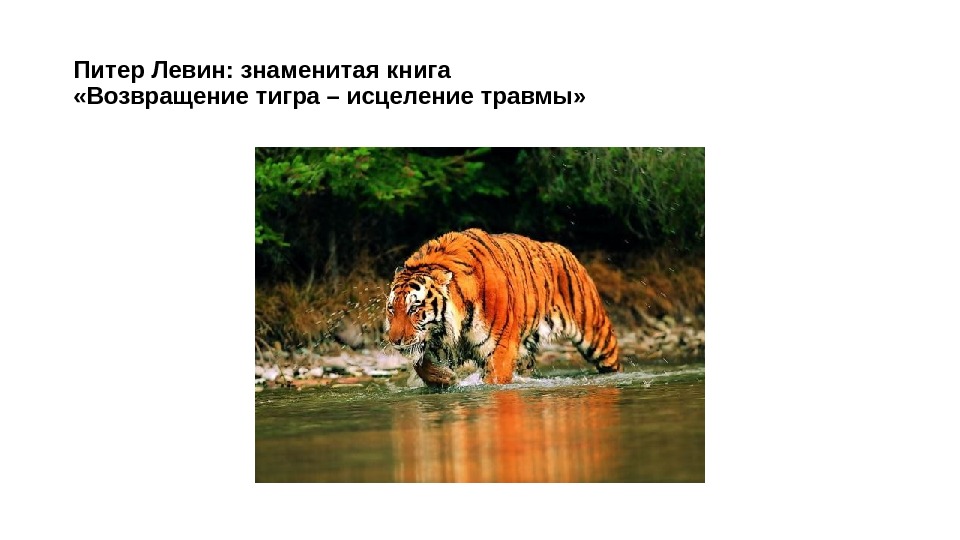 Питер Левин: знаменитая книга  «Возвращение тигра – исцеление травмы» 