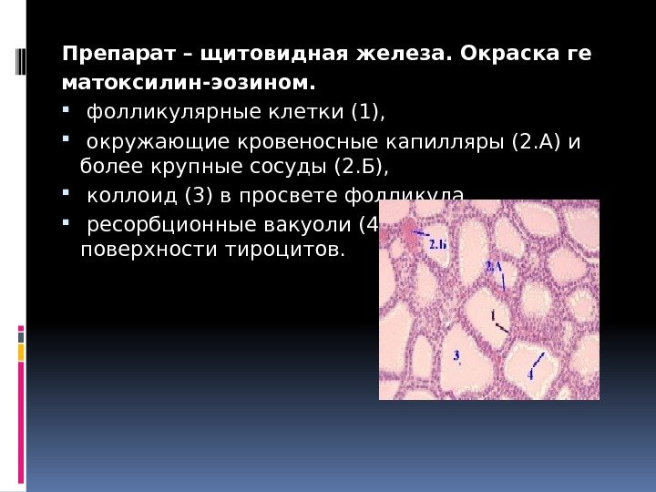Препарат – щитовидная железа. Окраска ге матоксилин-эозином.  фолликулярные клетки (1),  окружающиекровеносные капилляры