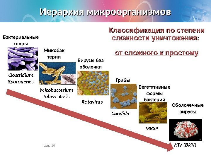 page 16 Иерархия микроорганизмов Бактериальные споры Микобак терии Вирусы без оболочки Вегетативные формы бактерий.