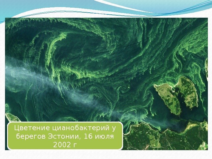 Цветение цианобактерий у берегов Эстонии, 16 июля 2002 г 59 29 45 