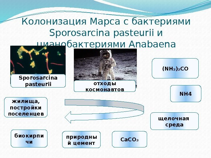 Колонизация Марса с бактериями Sporosarcina pasteurii и цианобактериями Anabaena (NH₂)₂CO NH 4 щелочная 