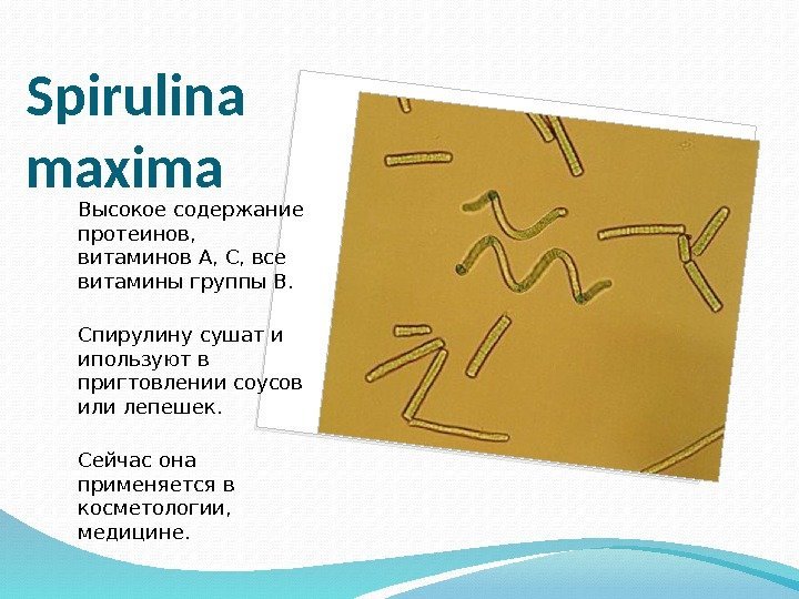 Spirulina maxima Высокое содержание протеинов,  витаминов А, С, все витамины группы В. Спирулину