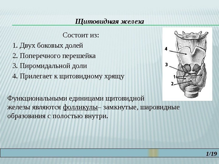 1/19 Щитовидная железа Состоит из: 1. Двух боковых долей 2. Поперечного перешейка 3. Пиромидальной