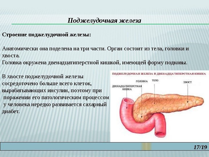 17/19 Поджелудочная железа Строение поджелудочной железы: Анатомически она поделена на три части. Орган состоит