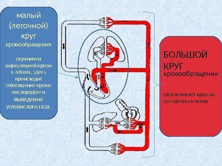 малый (легочной) круг кровообращения ограничен циркуляцией крови в лёгких, здесь происходит обогащение крови кислородом