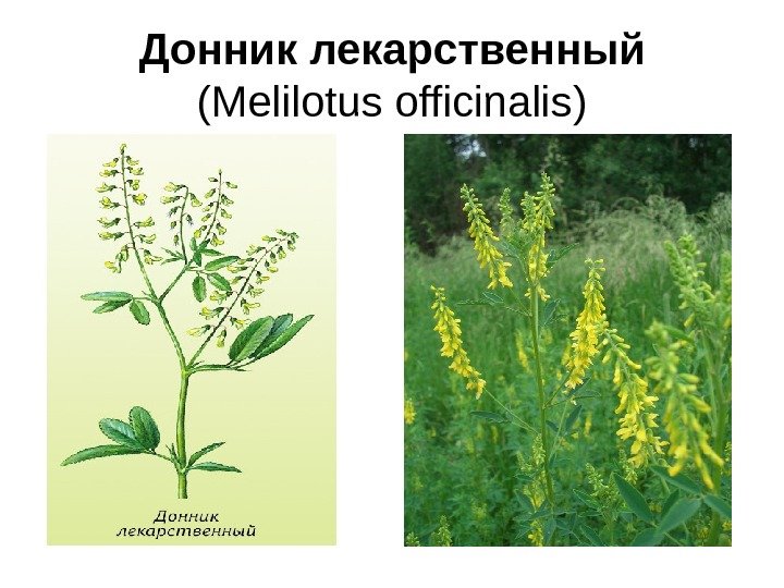 Донник лекарственный (Меlilotus officinalis ) 