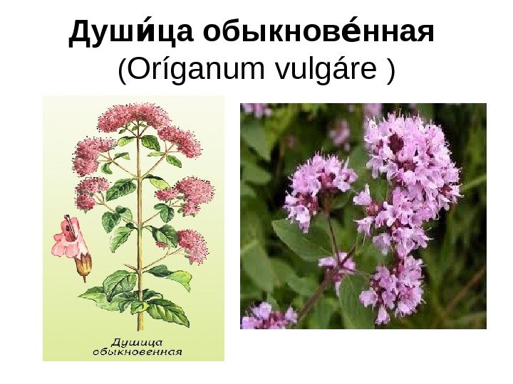 Душ ца обыкнов ннаяии еи  ( Oríganum vulgáre ) 