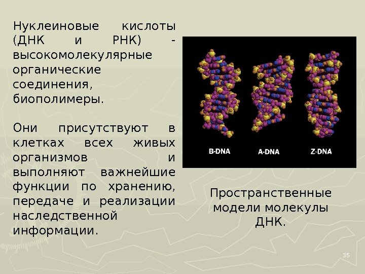 35 Нуклеиновые кислоты (ДНК и РНК) - высокомолекулярные органические соединения,  биополимеры.  Они