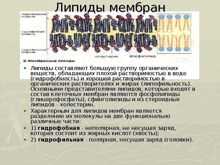 Липиды мембран ► Липиды составляют большую группу органических веществ, обладающих плохой растворимостью в воде