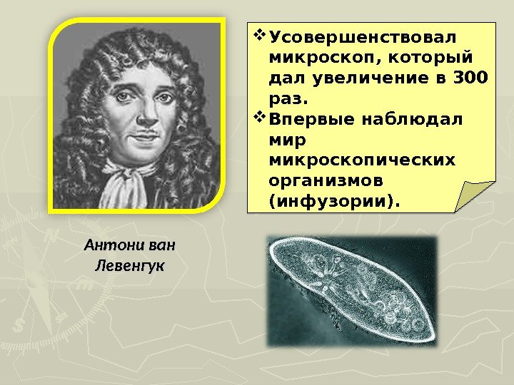 Антони ван Левенгук Усовершенствовал микроскоп, который дал увеличение в 300 раз.  Впервые наблюдал