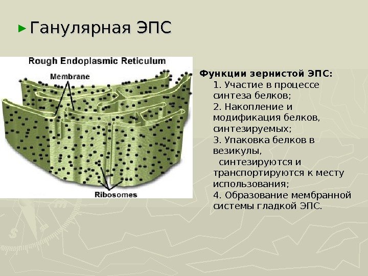 ► Ганулярная ЭПС Функции зернистой ЭПС: 1. Участие в процессе синтеза белков; 2. Накопление