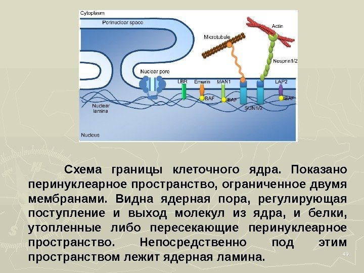 49 Схема границы клеточного ядра.  Показано перинуклеарное пространство, ограниченное двумя мембранами.  Видна