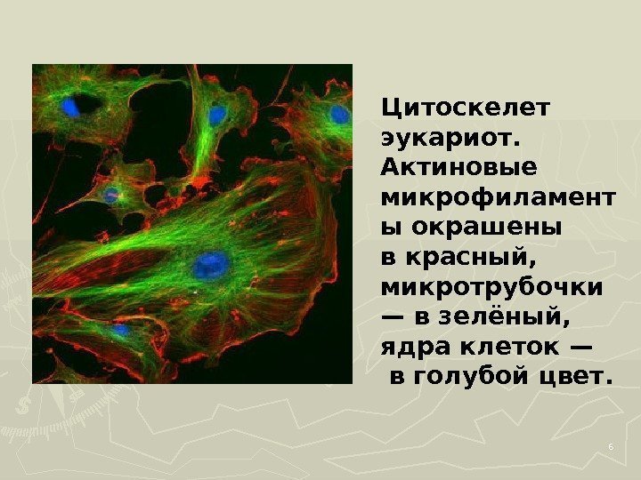 6 Цитоскелет эукариот.  Актиновые микрофиламент ы окрашены в красный,  микротрубочки — в