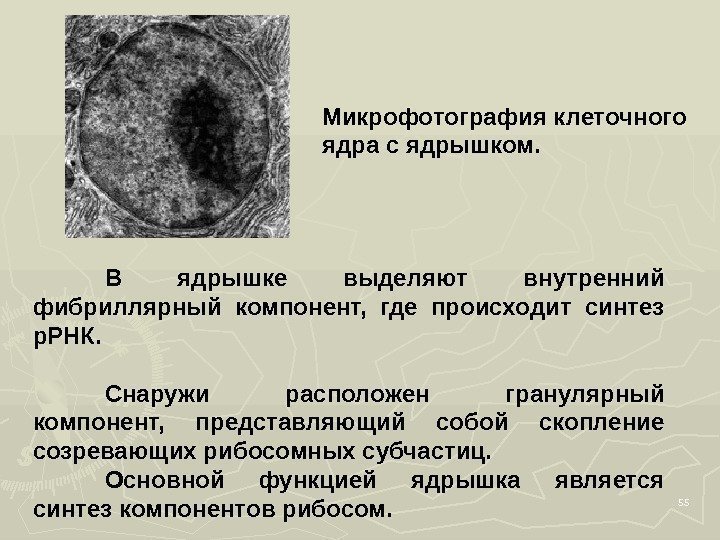 55 В ядрышке выделяют внутренний фибриллярный компонент,  где происходит синтез р. РНК. 