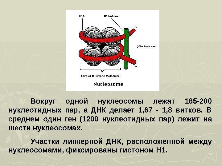 60 Вокруг одной нуклеосомы лежат 165 -200 нуклеотидных пар,  а ДНК делает 1,