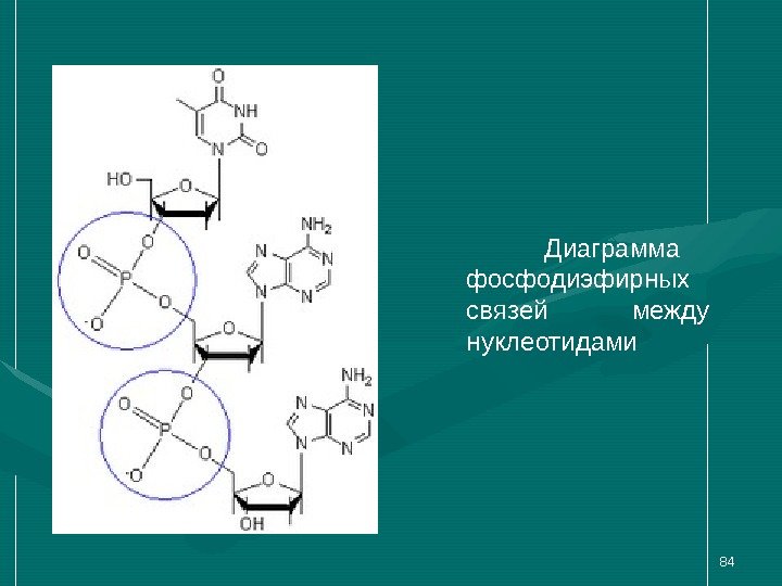 84 Диаграмма фосфодиэфирных связей между нуклеотидами 