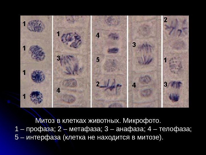  23 Митоз в клетках животных. Микрофото. 1 – профаза;  2 – метафаза;