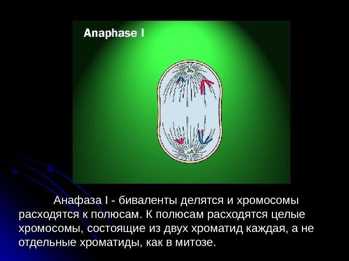  50 Анафаза I - биваленты делятся и хромосомы расходятся к полюсам. К полюсам