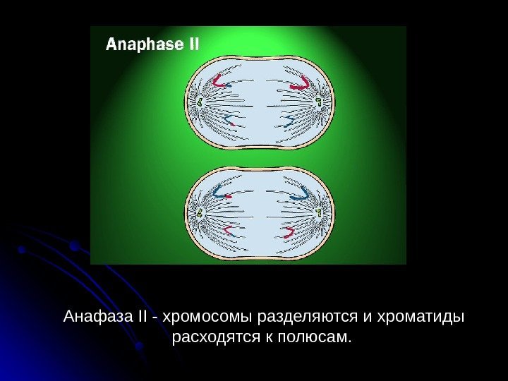  55 Анафаза II - хромосомы разделяются и хроматиды расходятся к полюсам.  