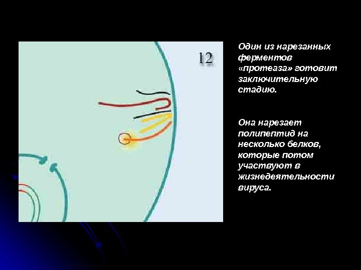  Один из нарезанных ферментов  «протеаза» готовит заключительную стадию. Она нарезает полипептид на