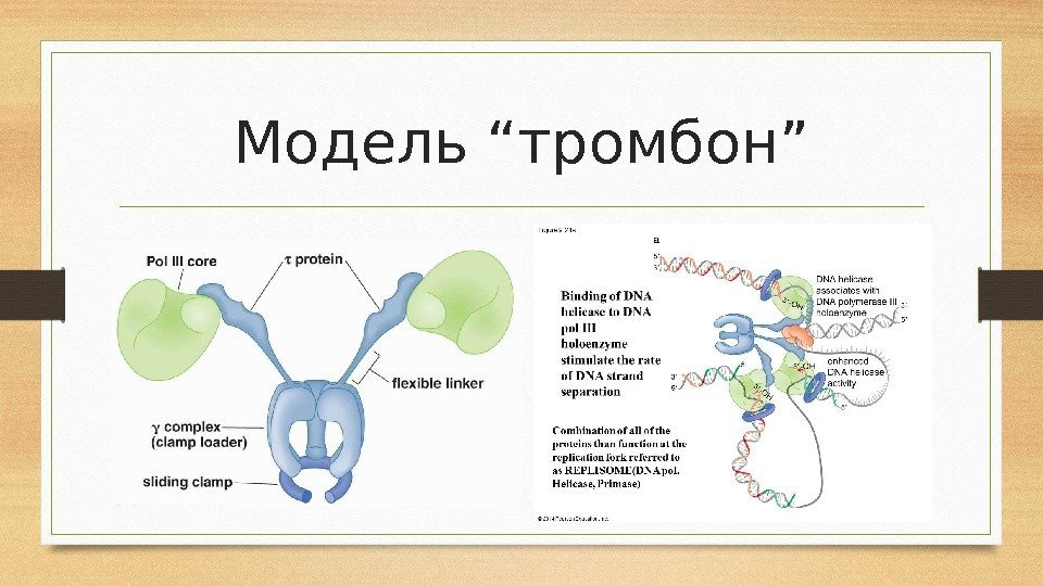 Модель “тромбон” 