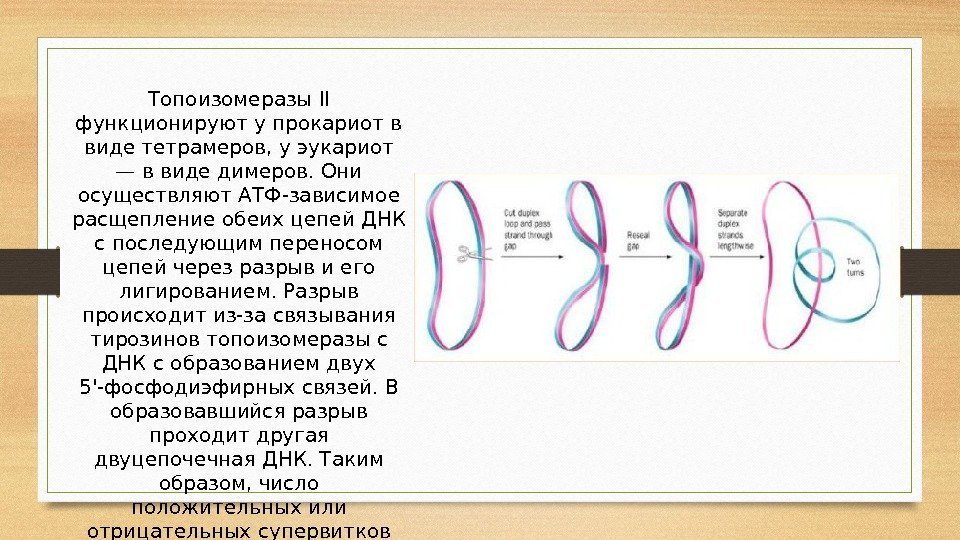 Топоизомеразы II функционируют у прокариот в виде тетрамеров, у эукариот — в виде димеров.