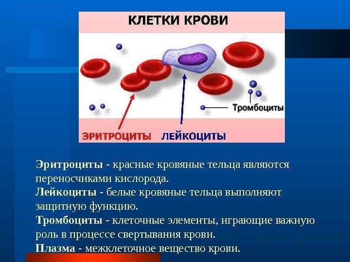 Эритроциты - красные кровяные тельца являются переносчиками кислорода.  Лейкоциты - белые кровяные тельца