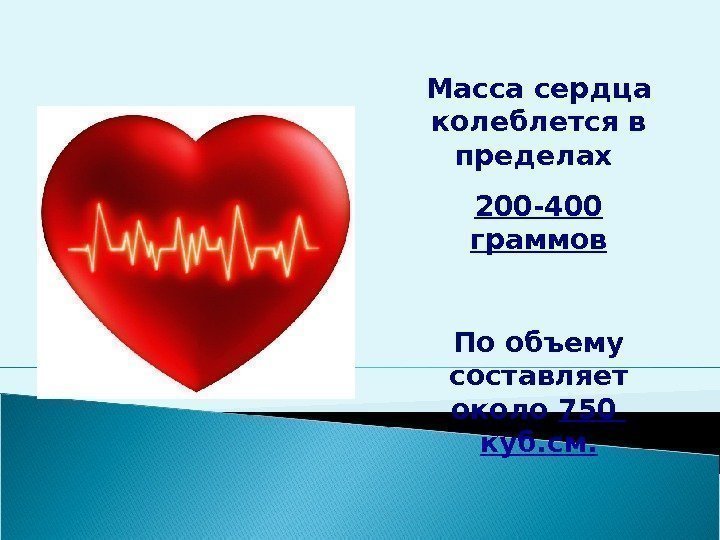 Масса сердца колеблется в пределах 200 -400 граммов По объему составляет около 750 