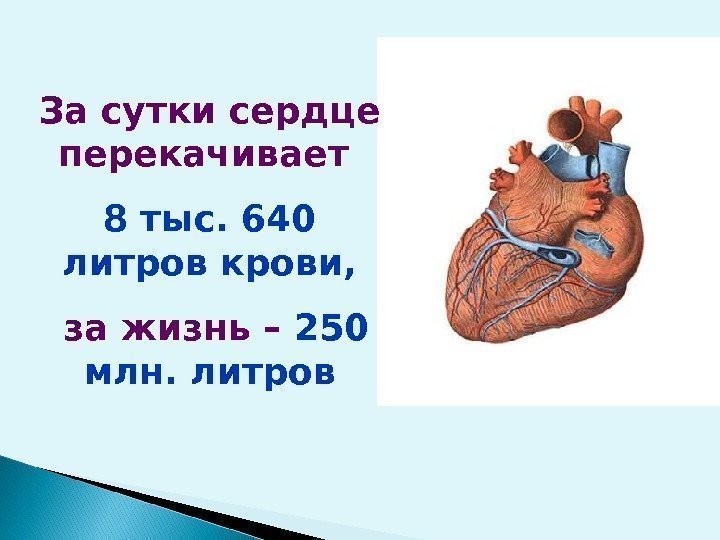 За сутки сердце перекачивает 8 тыс. 640 литров крови,  за жизнь – 250