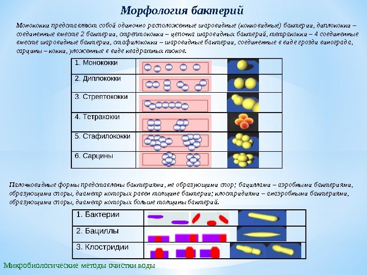 Морфология бактерий Микробиологические методы очистки воды Палочковидные формы представлены бактериями, не образующими спор; бациллами