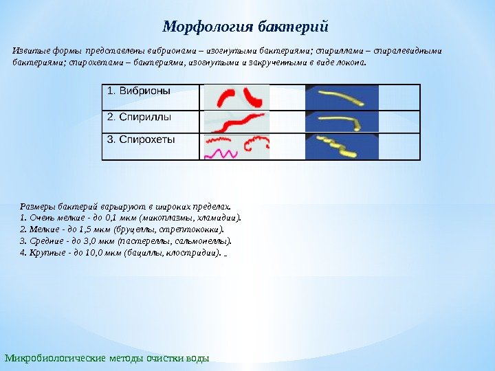 Морфология бактерий Микробиологические методы очистки воды Размеры бактерий варьируют в широких пределах. 1. Очень