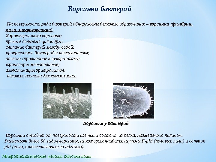 Ворсинки бактерий Микробиологические методы очистки воды  На поверхности ряда бактерий обнаружены белковые об