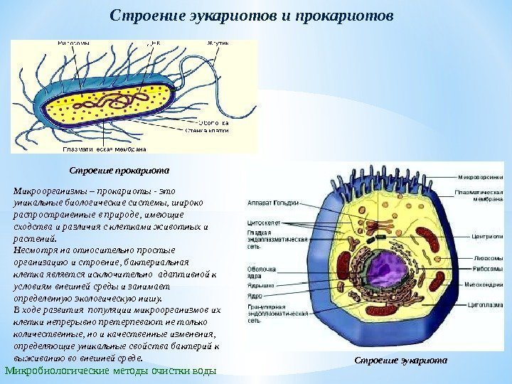 Строение эукариотов и прокариотов Микробиологические методы очистки воды Строение прокариота Строение эукариота. Микроорганизмы –