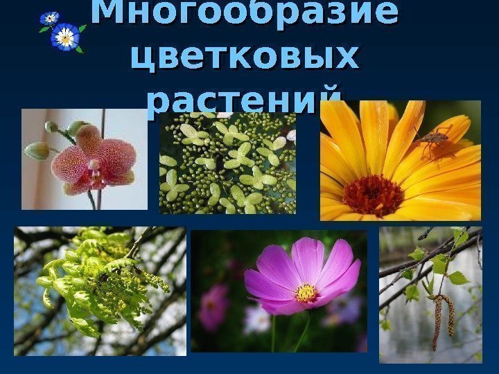 Многообразие цветковых растений 010203 0 C 0 C 0607120 E 0 A 02 