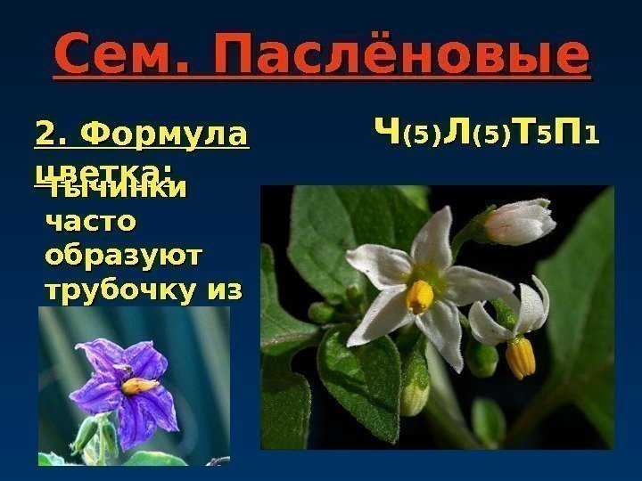 Сем. Паслёновые 2. Формула цветка: ЧЧ (5)(5) ЛЛ (5)(5) ТТ 55 ПП 11 Тычинки