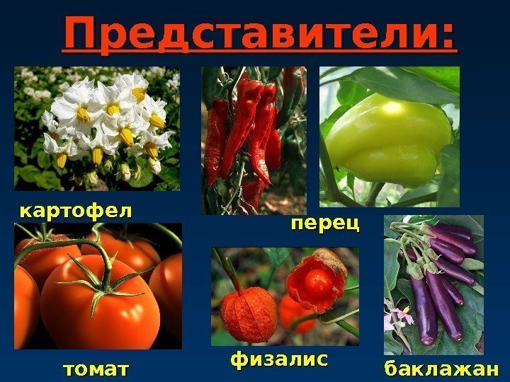 Представители: картофел ьь физалис перец томат баклажан 