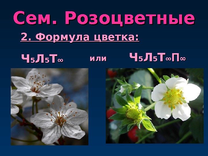 Сем. Розоцветные 2. Формула цветка: ЧЧ 55 ЛЛ 55 ТТ ∞∞ ПП 11 ЧЧ